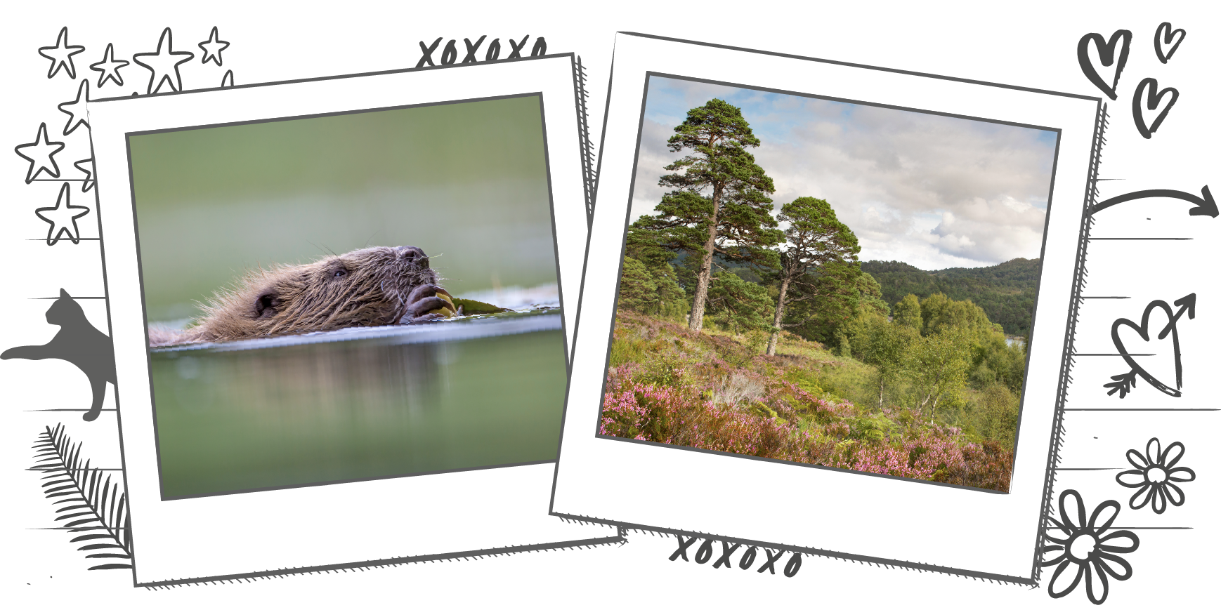 Illustration containing two images, one image of a beaver swimming in a lake and the other of a forest landscape