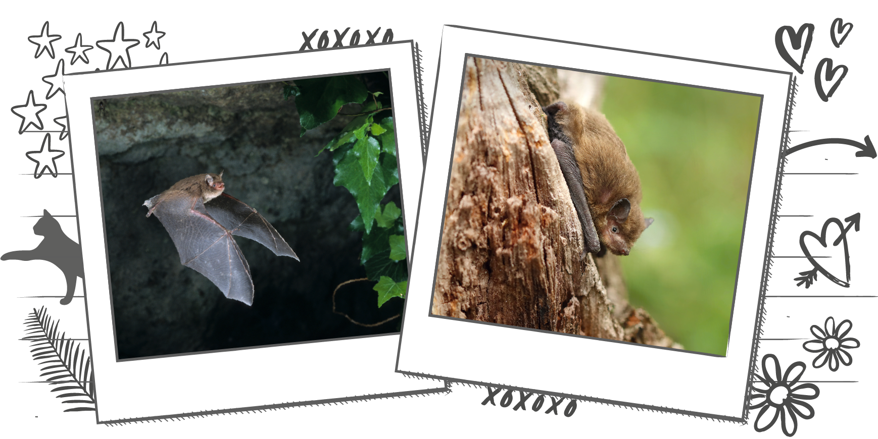 An illustration containing two photographs of bats within Polaroid frames, one bat is flying at night and the other is clinging onto the side of a tree