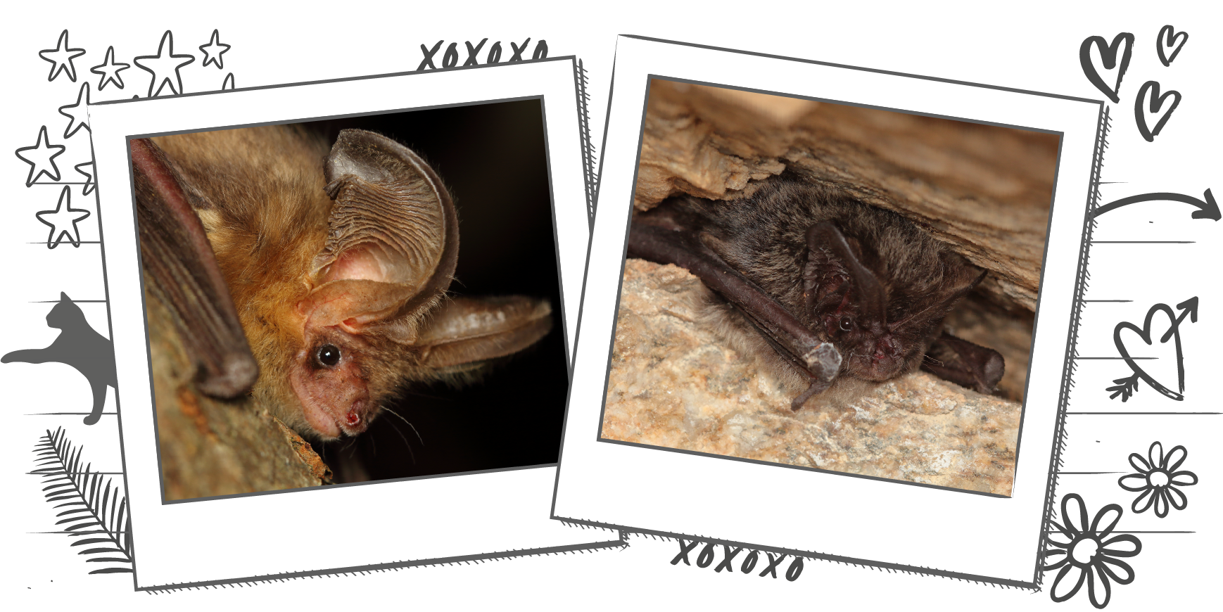 Illustration containing two photographs of bats within Polaroid frames