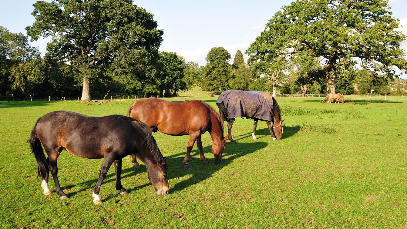 Photograph of three horses grazing in a well-maintained field