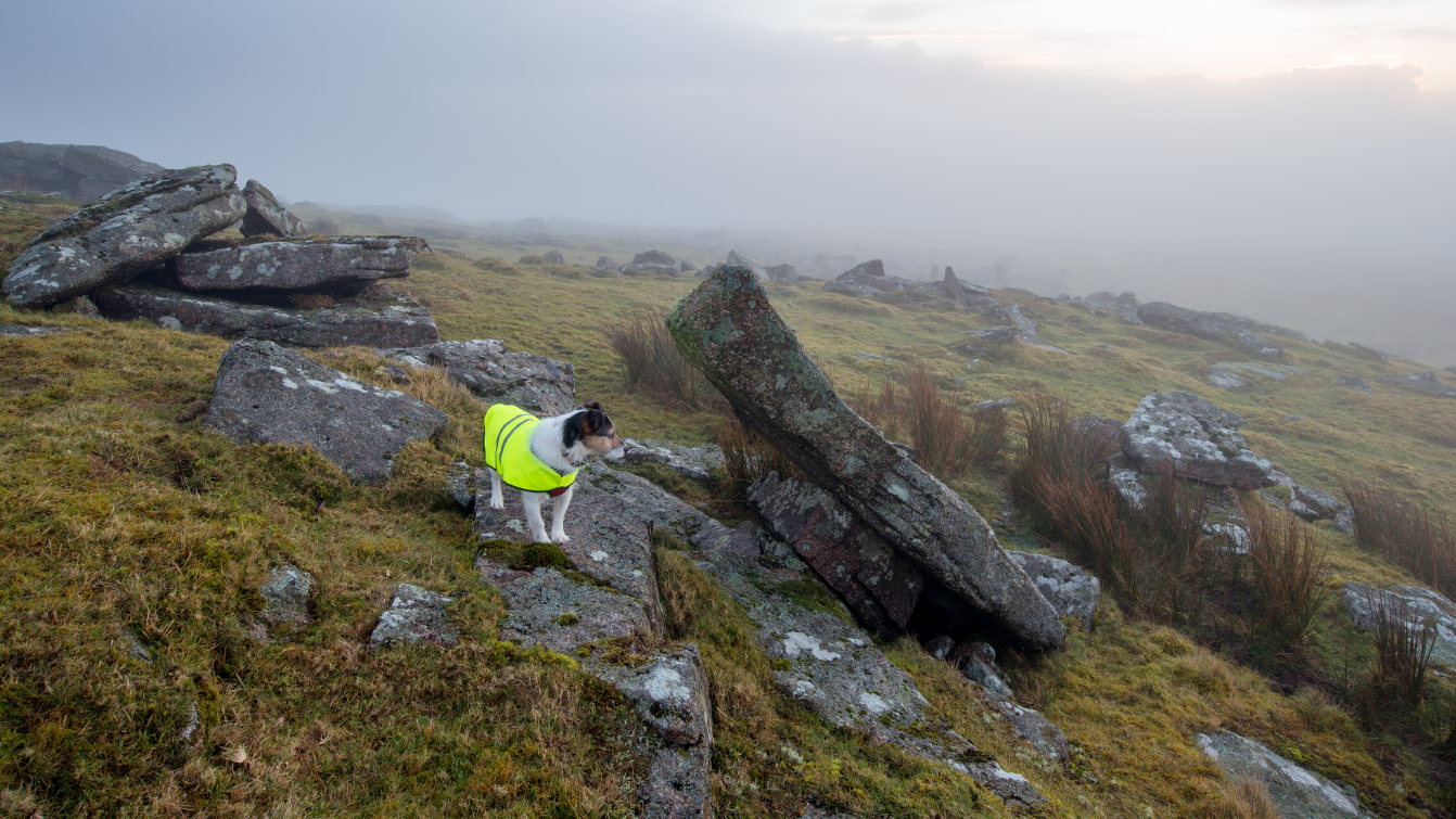 Photograph of a small terrier dog wearing a hi-vis coat against a foggy background on a rugged landscape