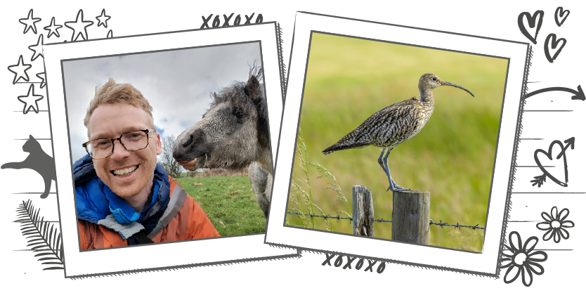 Illustration containing two photographs within Polaroid frames, one of a Tir Natur team member with a Welsh Mountain Pony and the other of a curlew sitting on a fence post