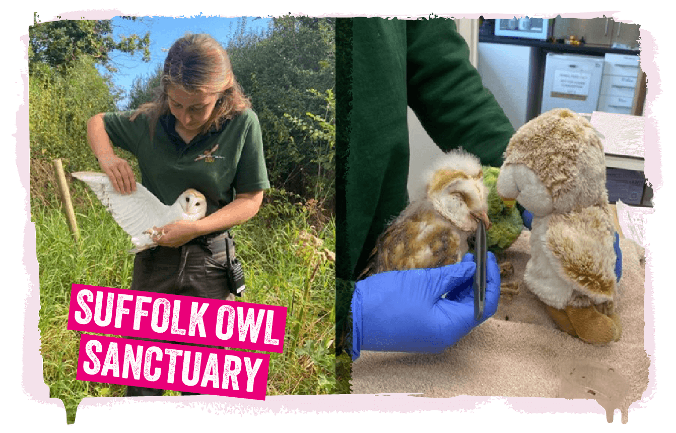 A collage of owls helped by the Suffolk Owl Sanctuary