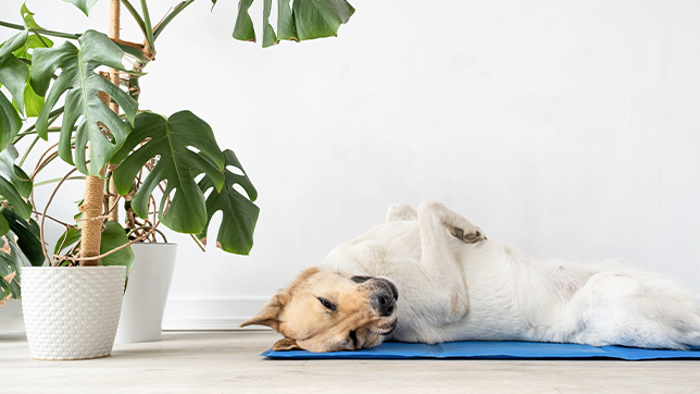 A dog lying on a cooling mat