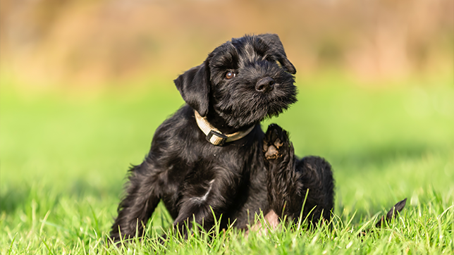 A small, black puppy sat in the middle of a field, about to scratch their face with a back paw