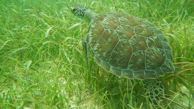 Underwater photograph of a turtle swimming over a seagrass meadow