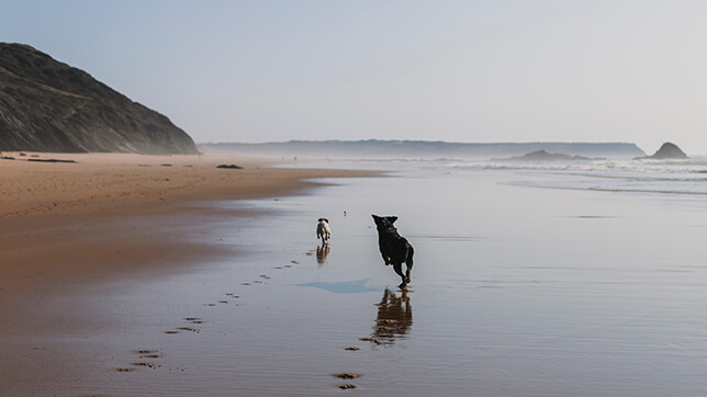 Two dogs running across a beach, away from photographer