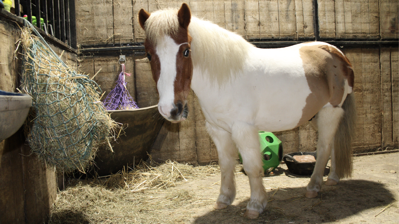 Photograph of a skewbald Shetland pony eating hay from a haynet, with a green hayball in the background