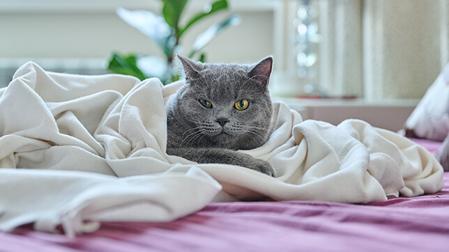 Photograph of a Russian Blue cat wrapped in blankets