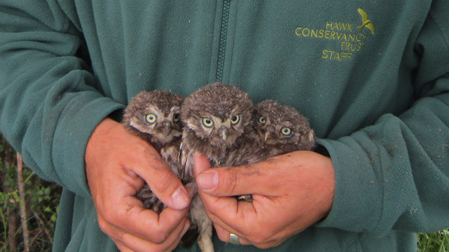 someone holding onto three owl chicks