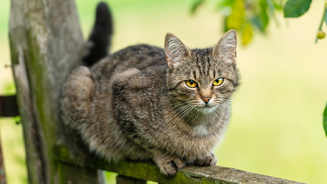 Photograph of an elderly tabby cat sitting on a fence