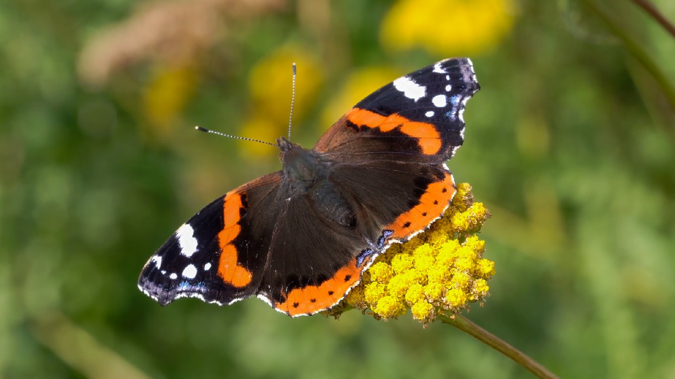 A native British butterfly landing on a flower