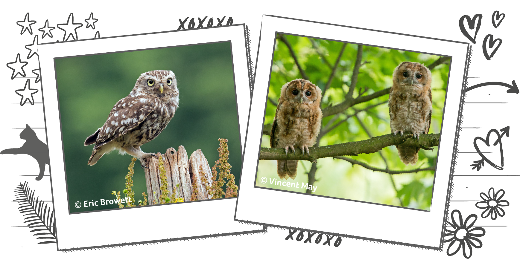 Illustration containing two photographs in Polaroid frames, one is of a little owl resting on a fence post and the other is of two young owls sitting in a tree