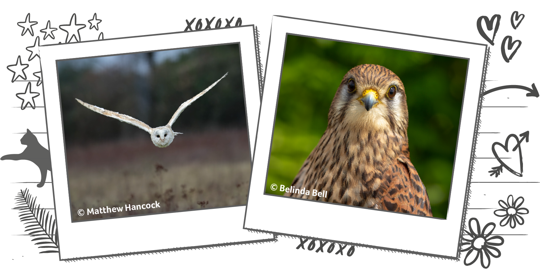 Illustration containing photographs within Polaroid frames, one photo is of a barn owl in flight and the other is of a hawk