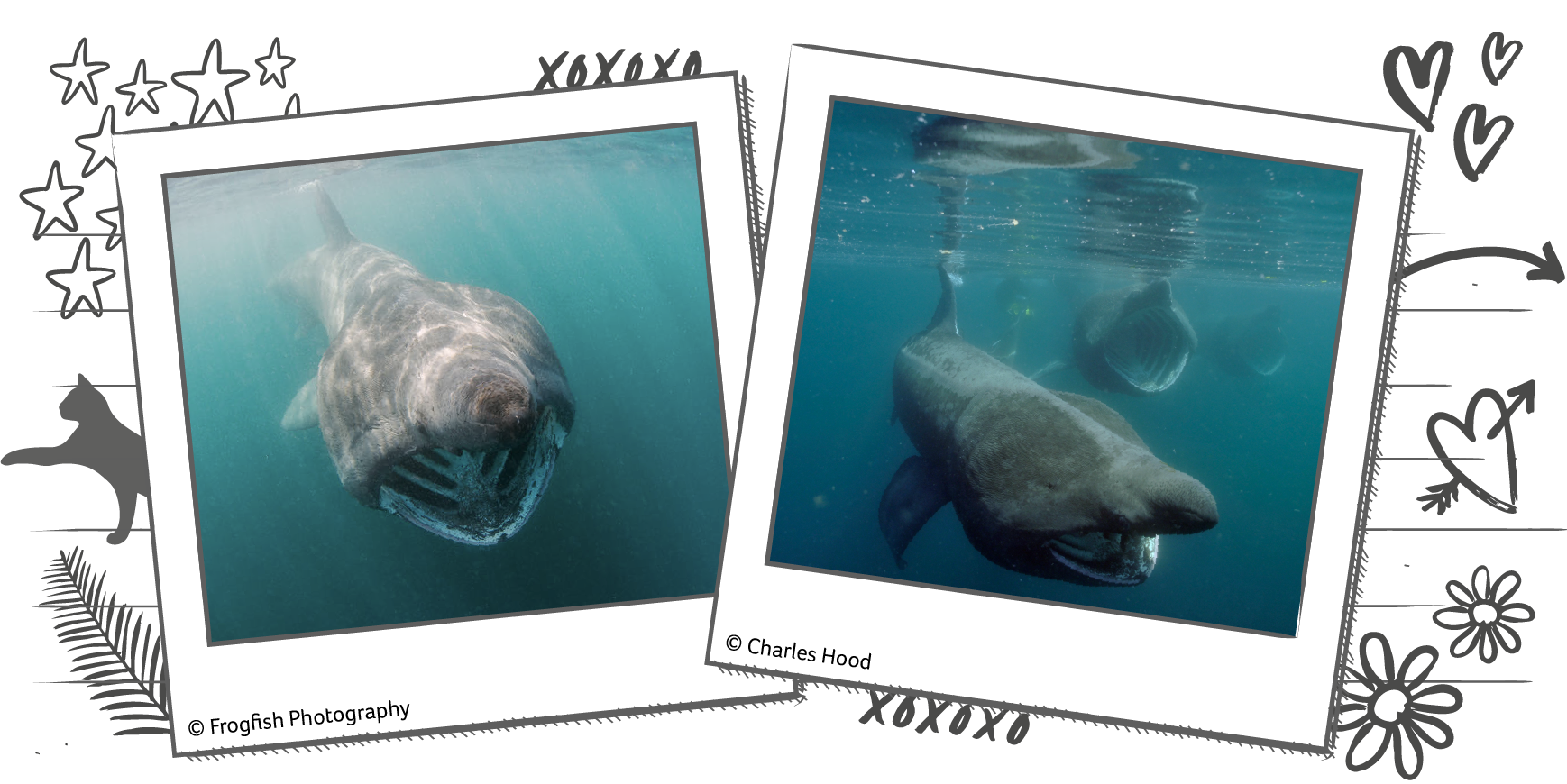 Illustration with Polaroid frames, each one containing a photograph of a basking shark