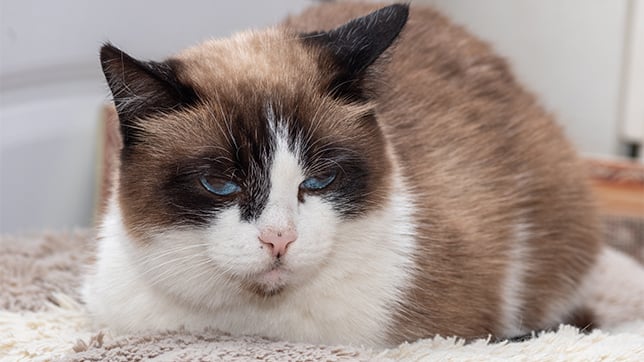 Photograph of a sleepy tri-coloured cat resting on a blanket