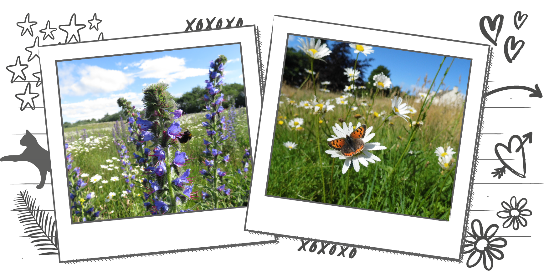 Illustration including two Polaroid style photographs, one photo is of a bumble bee on a purple flower within a meadow landscape and the other is of a small copper butterfly sitting on a daisy