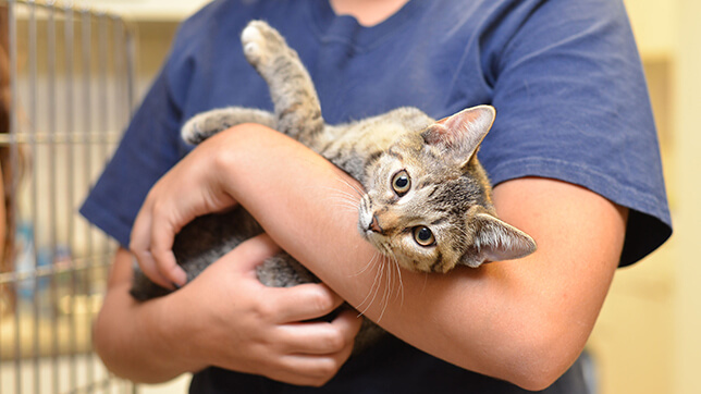 Photograph of a vet in scrubs holding a tabby cat