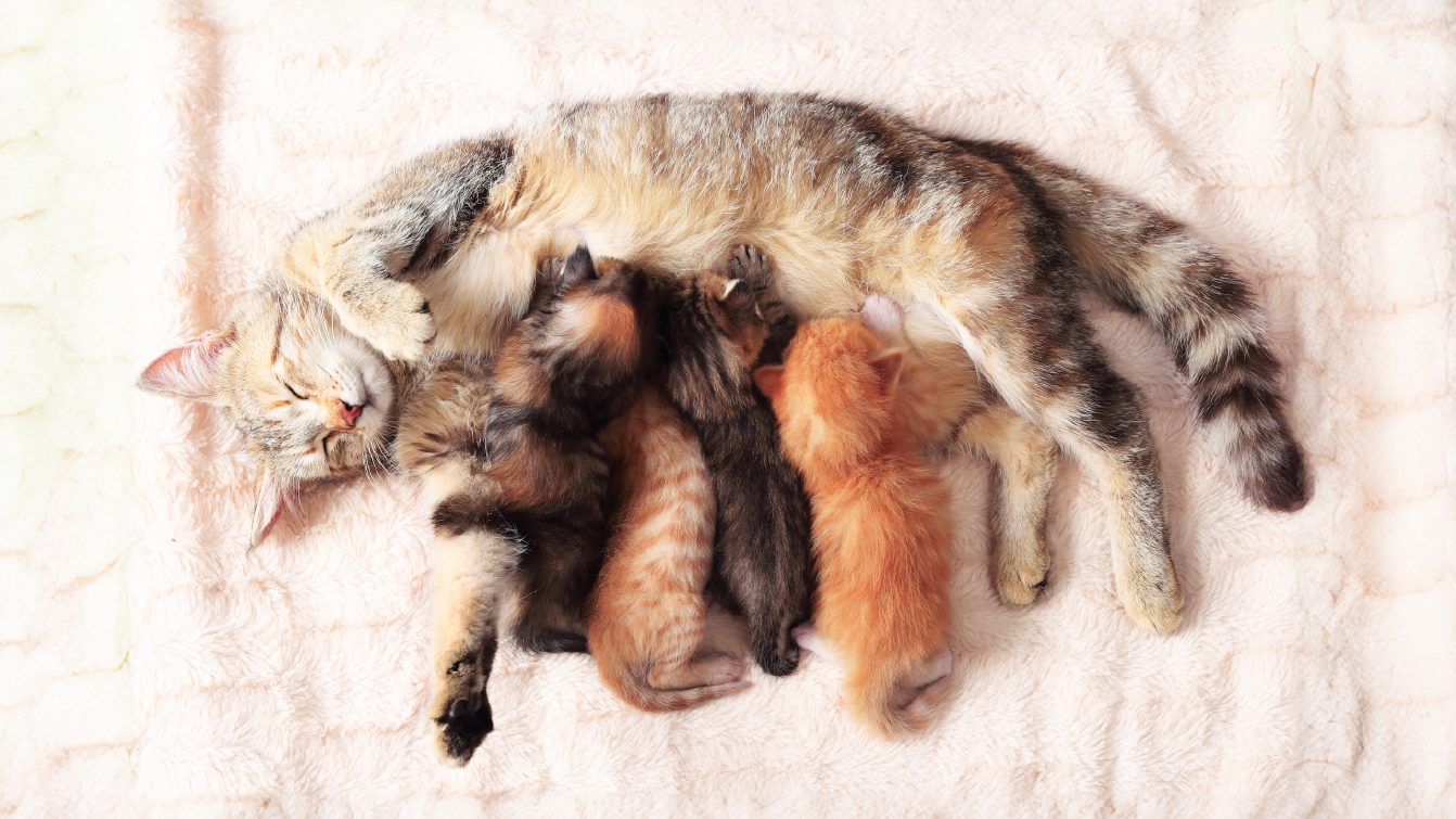 A tortoiseshell cat rolling on her back on a blanket, while nursing a litter of four young kittens