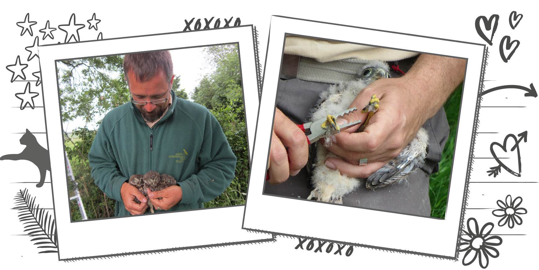 Illustration containing two Polaroid frames with photographs of experts putting identification rings around the legs of birds of prey