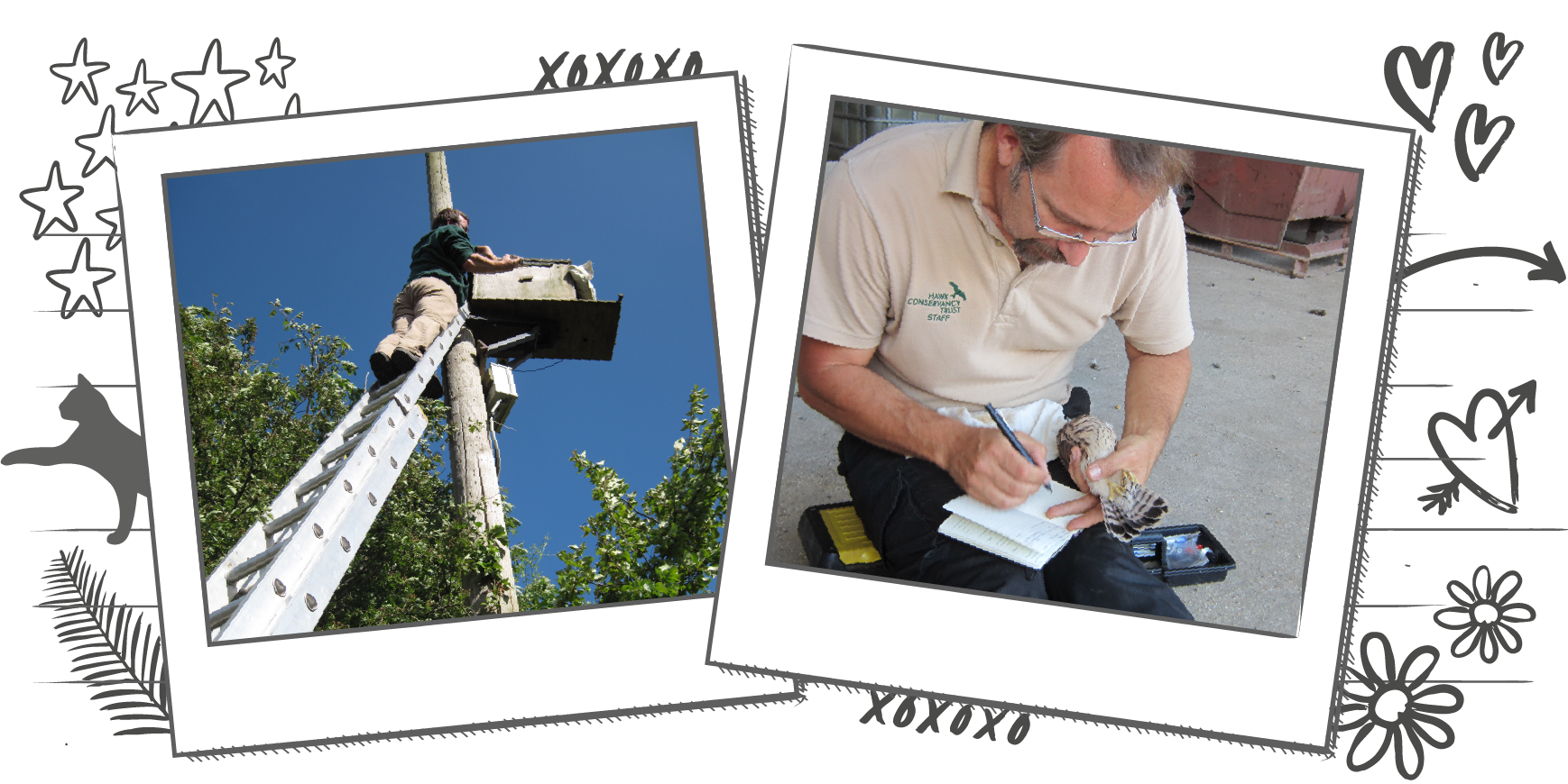 Illustration containing two photographs in Polaroid frames, one is of someone climbing up a ladder to build a nest box and the other is of someone holding a bird and writing in a notebook