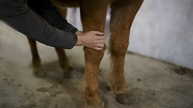 Photograph of someone assessing an older chestnut horse's knee joint for arthritis