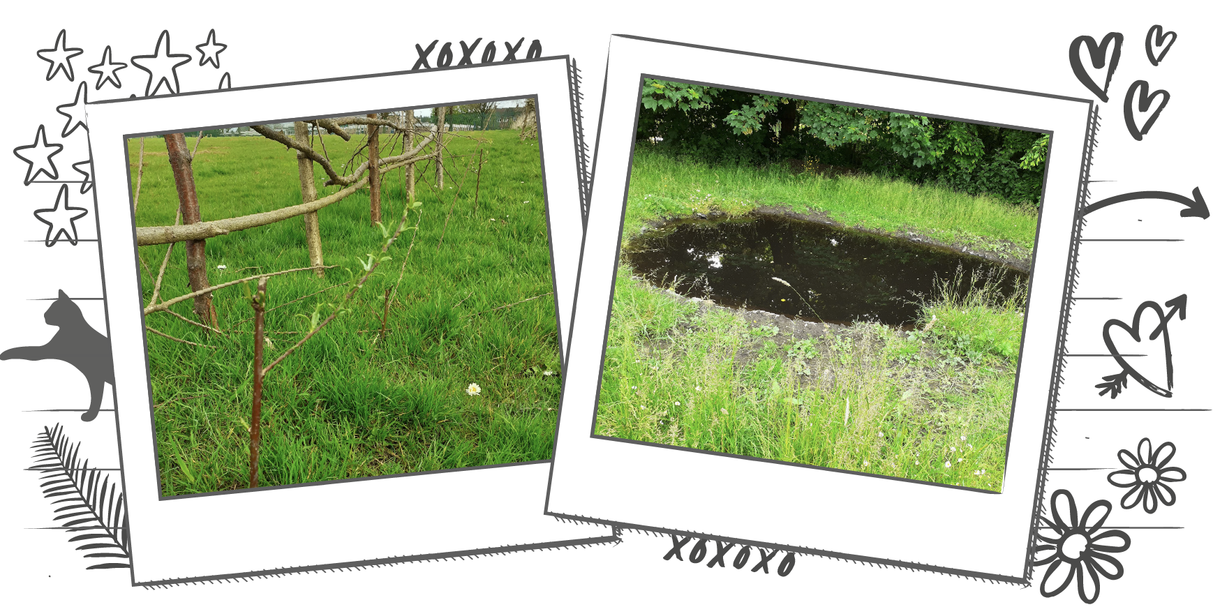 Illustration with two photographs within Polaroid frames, one photo is of a natural fence built with young willow trees and the other is of a man-made pond