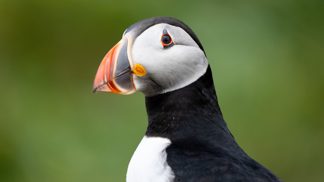 A beautiful photo of a puffin in focus with a blurred green background