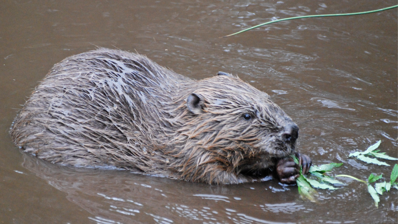 A beaver sat in a river eating leaves