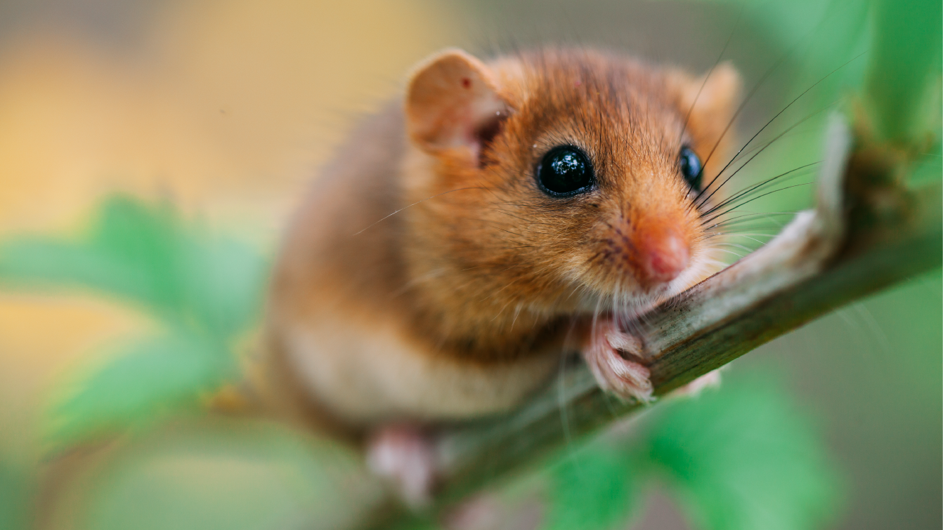 Hazel dormouse on a branch