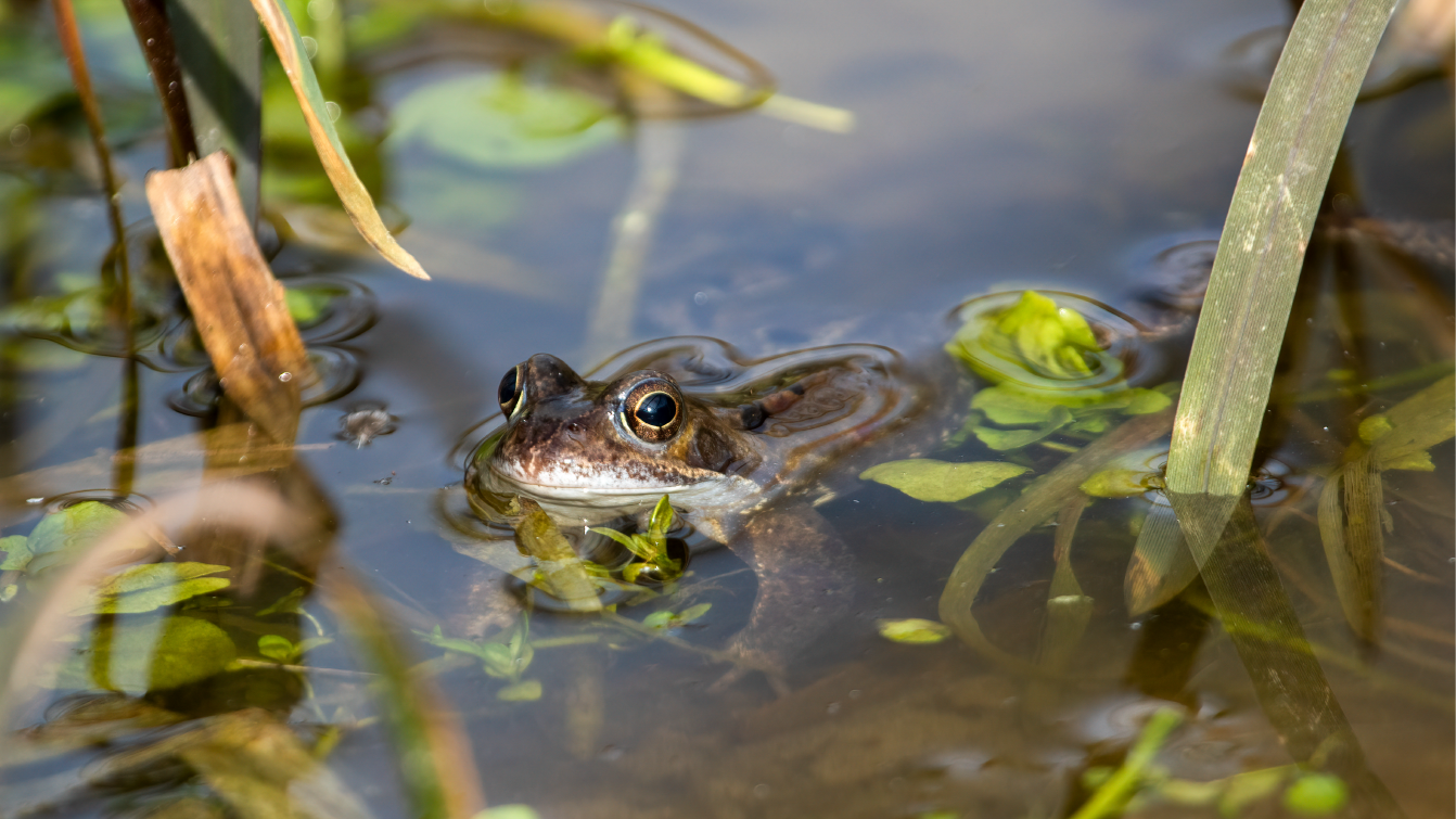 A frog almost completely submerged in a pond