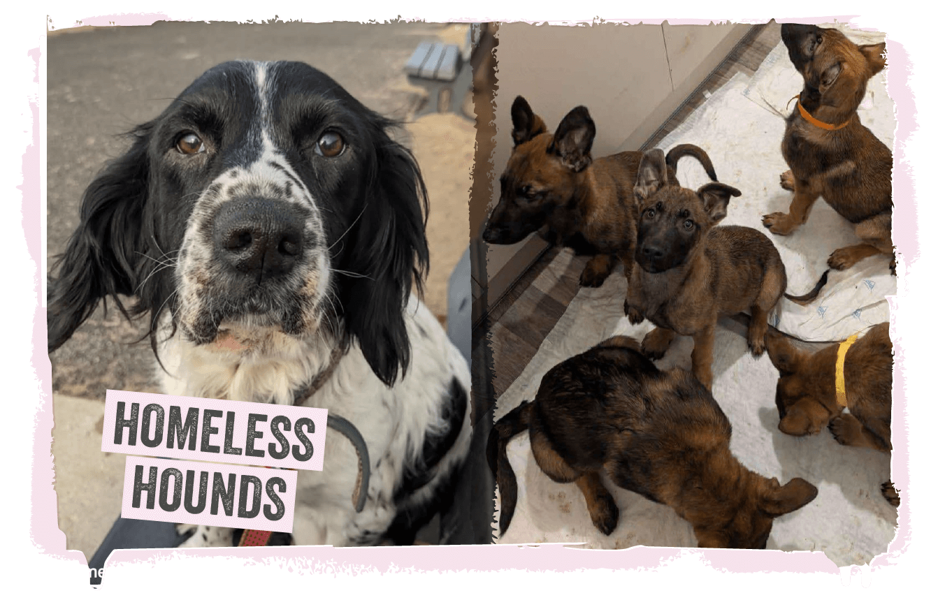 A collage of photos of dogs at Homeless Hounds