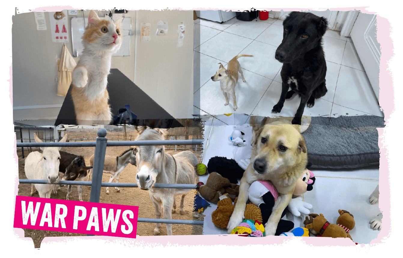 A collage of images of animals War Paws has helped