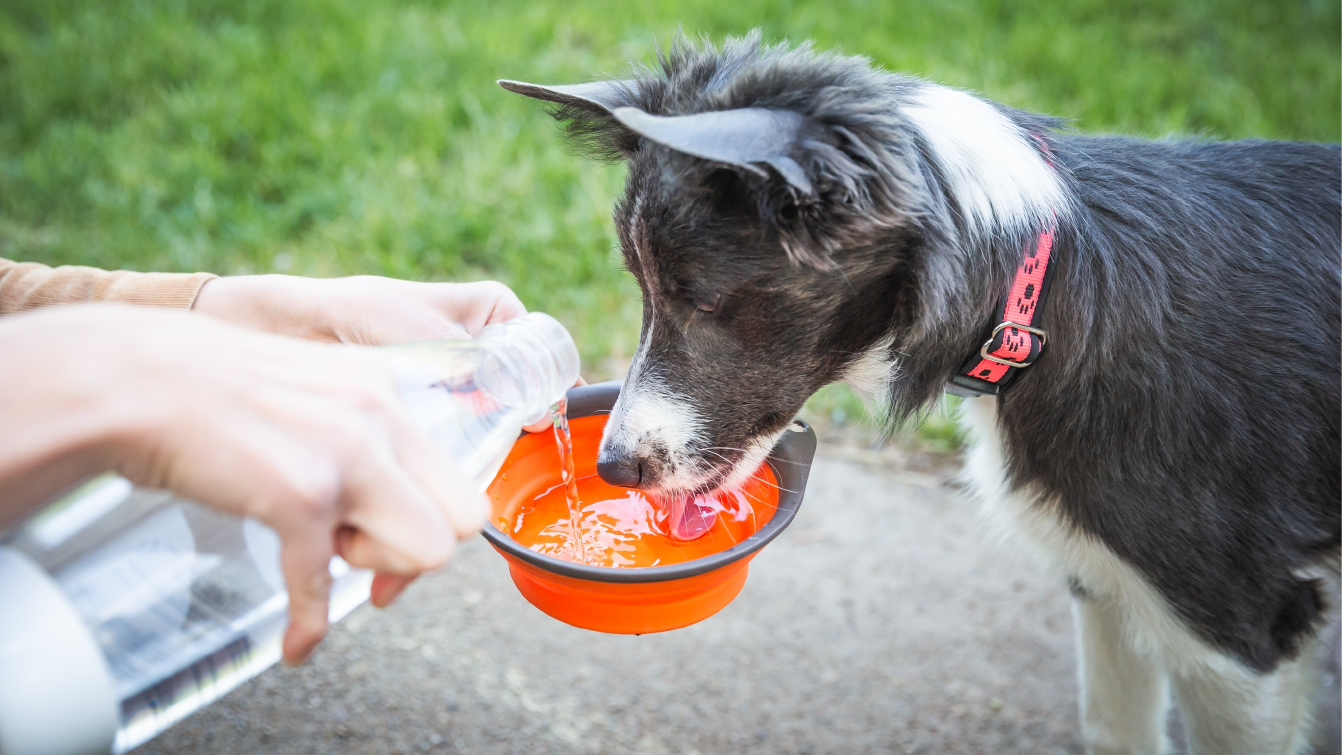 a dog drinking from a portable water bowl