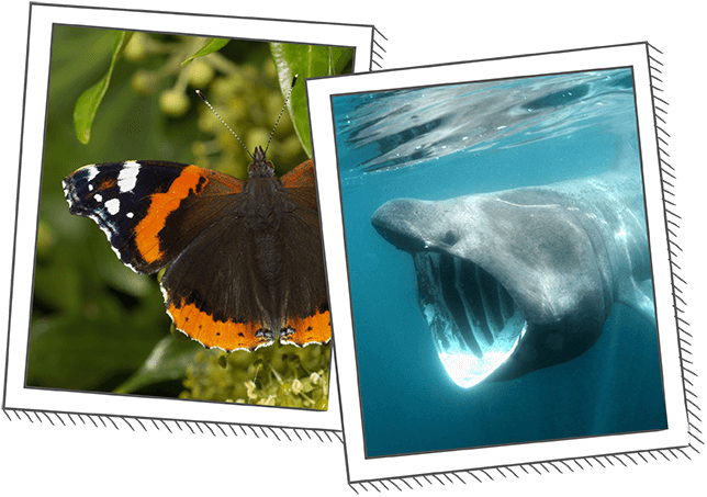 Butterfly and basking shark