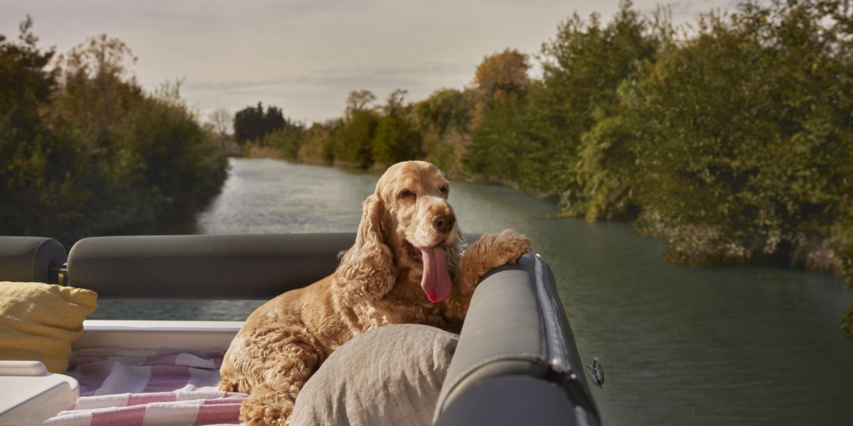 Dog on a boat with offer wording