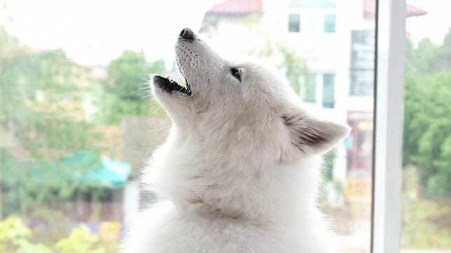 How to Stop Your Dog Howling