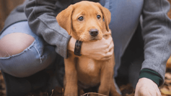 Top Tips on Welcoming a New Puppy into your Home | Animal Friends