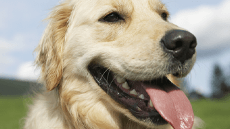 what to do if my dog is panting a lot