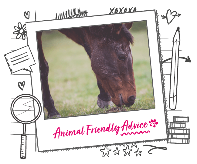 Horse Food & Diet Animal Friends