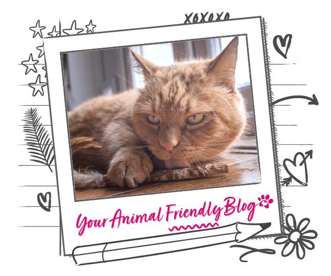 what-does-it-mean-when-your-pet-brings-you-a-present-animal-friends