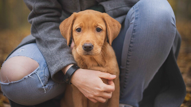 A person hugging a dog