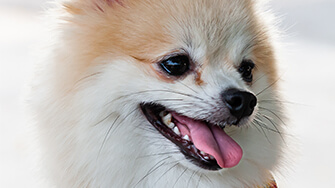 Pomeranian tear stain best sale