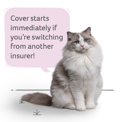 Cat Insurance - Quote Now! Award-Winning Pet Insurance | Animal Friends