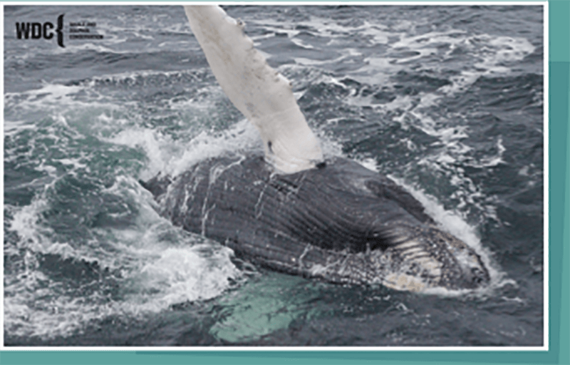 AFI_whale-and-dolphin-conservation-13.png