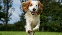 english springer spaniel is ill with morbus aujeszky